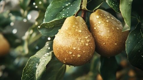 小凍梨領銜美食大戰：誰是最后的勝者？