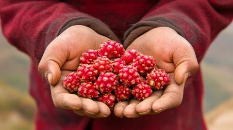 品味姜中來：探訪舌尖上的美食之旅