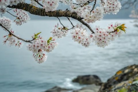 花開時節，春天來臨的象征