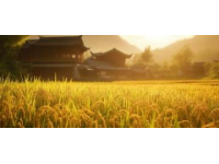 通過一道美食猜你的家鄉(xiāng)是哪里？桂林米粉透露秘密