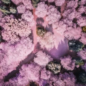 廣州賞花攻略:秋日里的粉色秘境,滿城異木棉等你來發現