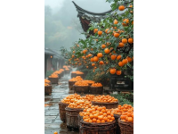 廣州周邊游|從化摘柿遛娃超全攻略