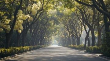 2025年2月1日：探索晨光中的合肥濱湖國家森林公園