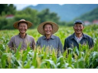 一根玉米，一百種鄉音：中國玉米的奇妙語言密碼