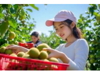 英德探秘：一家只做一道菜的農(nóng)莊，無花果浸大騸雞的獨(dú)特魅力