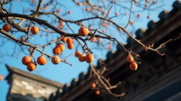 晉城特色美食之旅：舌尖上的高平烤豆腐與澤州甜柿