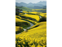 羅平油菜花金色浪漫之旅-一道視覺與心靈的雙重盛宴