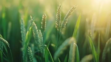 沈陽(yáng)最好吃的燒麥！