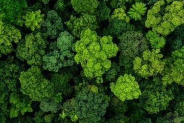 東南亞熱帶雨林里的綠色珍饈——翡翠竹筒飯的魅力之旅