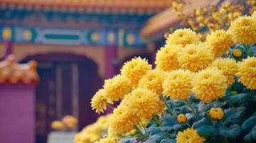 城市里的鮮花盛開,體驗一把云南人愛吃的“食花”習俗
