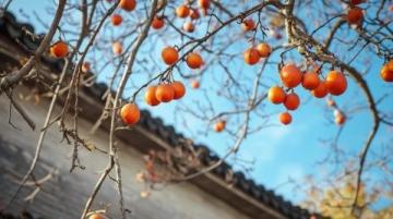 江西清明果：傳統(tǒng)美食與春季祭祀文化的象征