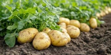 廣東一些地方稱土豆為“薯仔