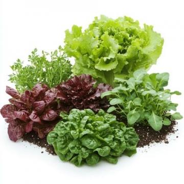蔬菜種植基礎(chǔ)與技巧全面解析