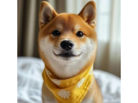 比熊犬的優點有哪些？
