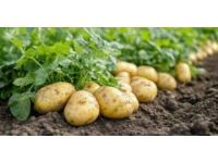 廣東一些地方稱土豆為“薯仔