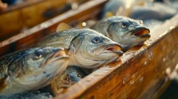 春日垂釣:捕捉饑腸轆轆的復蘇魚類
