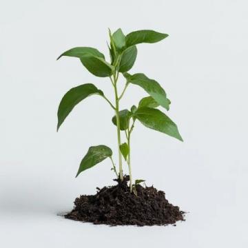 南京古法糖芋苗開売了