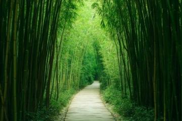 龍門竹海探秘：惠州的綠色寶藏