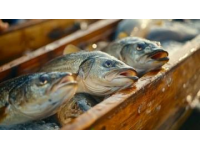 春日垂釣：捕捉饑腸轆轆的復蘇魚類