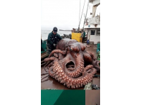 毛不易挑戰生食活八爪魚嚇壞韓東君當場吐餃子！