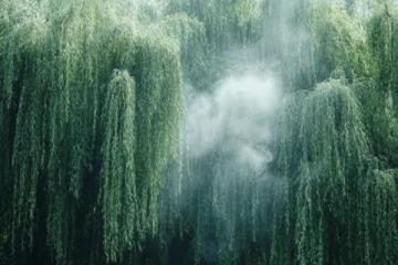 煙雨中的垂柳庭院風情