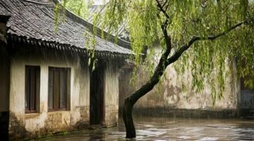煙雨中的垂柳庭院風情
