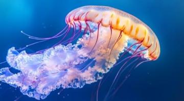 生物的多種形態(tài)海洋生物小知識古生物趣談在動物的奇妙世界中
