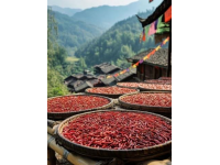 花椒豐收背后的憂愁：魯西南椒農面臨市場困境