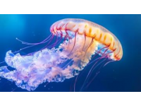 生物的多種形態(tài)海洋生物小知識(shí)古生物趣談在動(dòng)物的奇妙世界中