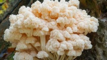 云南高原上的云端奇珍:一場舌尖上的菌子盛宴