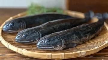 莆田涵江正宗烤鰻(莆田美食之涵江烤鰻的故事)