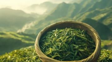 儀征綠楊春茶：低調中的品質之選，明前茶鮮嫩可口不容錯過