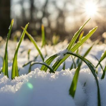大寒已至：傾聽雪語，靜待春歸，迎接新的一年