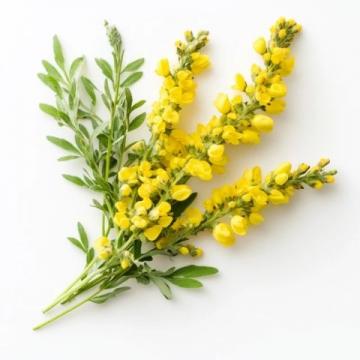 春天的美味:槐花的季節(jié)之約