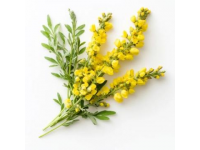 春天的美味：槐花的季節(jié)之約