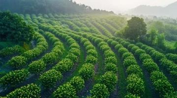 揭秘中國十大著名板栗產區：口感豐富、風味獨特的美味之旅