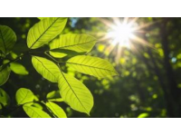 學生知識科普自然科學篇：光合作用的神奇世界！