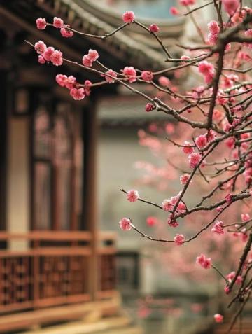 四日三夜武漢賞櫻游:暢游各大精華景點攻略