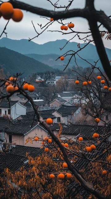 旅行知識分享之中國紅橙之鄉~廉江