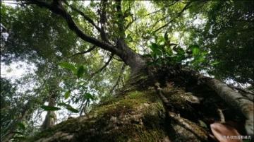 張家界以獨(dú)特石英砂巖峰林和秀美風(fēng)光著稱