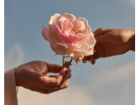 玫瑰的故事：女性角色的獨立宣言與愛的智慧