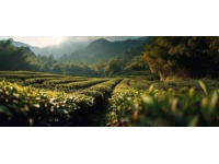 旅居濟州島，離開青島家鄉(xiāng)整半年了，現(xiàn)在最想念的就是那口嶗山綠茶的味道