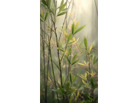 打卡福州國家森林公園竹園，200多種竹子讓你大開眼界！