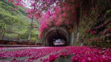 重慶南山植物園花開了嗎(重慶南山植物園花開迷人,就是上山下山太擁堵了...)