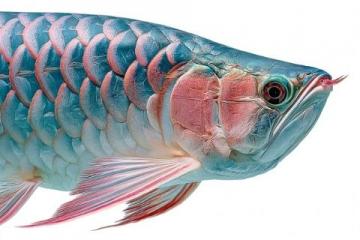 一條七斤重的水庫魚,五人食根本吃不消,售價三十元一斤