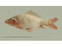 一條七斤重的水庫魚，五人食根本吃不消，售價三十元一斤