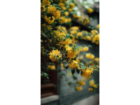 重慶南山植物園花開了嗎(重慶南山植物園花開迷人，就是上山下山太擁堵了...)