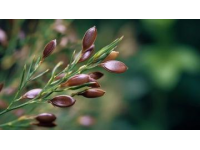 谷雨春食記|一口吃掉春天最后的鮮