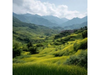 小滿時節養生攻略：夏熟作物成熟之際