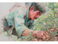 挑選茵陳、摘柳芽、挖薤白的溫馨日常體驗最純粹的鄉村生活